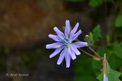 Cicerbita macrorhiza